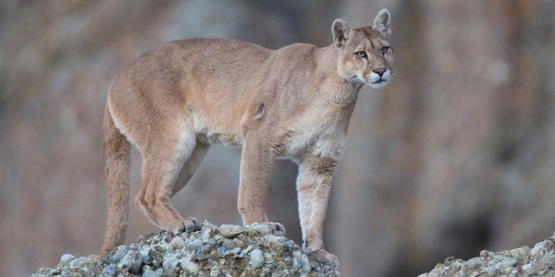 Puma