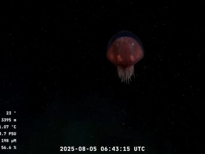 Medusa CONICET